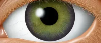 Eye