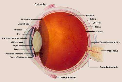 central retinal artery
