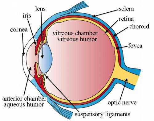 an essay about aqueous humor