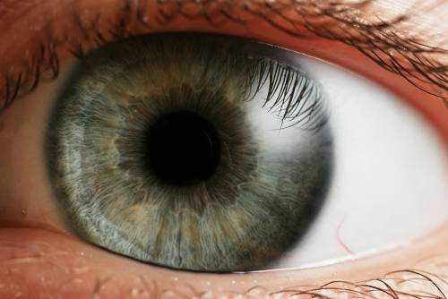 function of the iris in the human eye