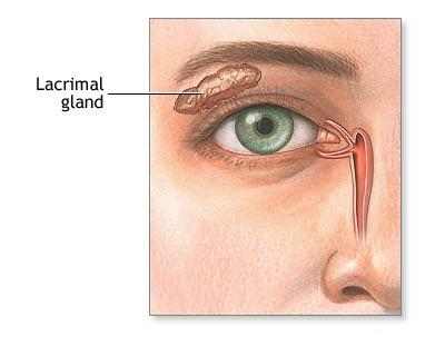 lacrimal gland location