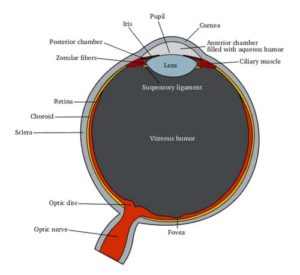 Diagram of the Human Eye – EYExan.com