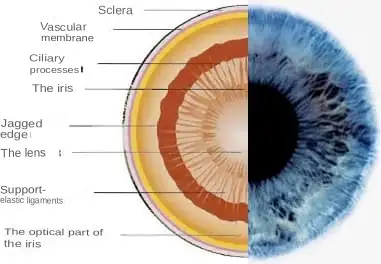 Iris Function in the Eye
